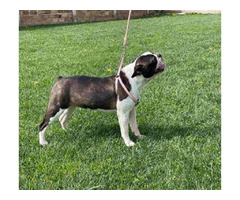 Boston terrier   | free-classifieds-usa.com - 2