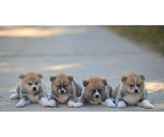 Akita Inu puppies  | free-classifieds-usa.com - 1