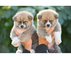 Akita Inu puppies  | free-classifieds-usa.com - 2