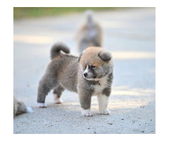 Akita Inu puppies  | free-classifieds-usa.com - 3