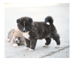 Akita Inu puppies  | free-classifieds-usa.com - 4