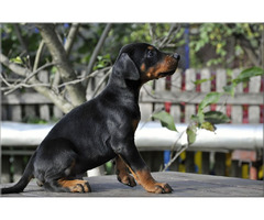 Doberman puppies | free-classifieds-usa.com - 1