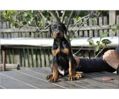 Doberman puppies | free-classifieds-usa.com - 2
