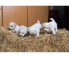 Bichon Frise puppies | free-classifieds-usa.com - 1
