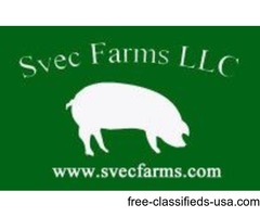 Pork for Sale | free-classifieds-usa.com - 1