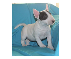 Mini Bull Terrier puppies | free-classifieds-usa.com - 3