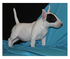 Mini Bull Terrier puppies | free-classifieds-usa.com - 4