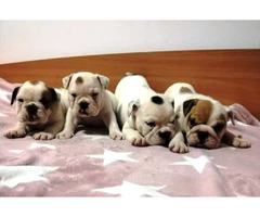 English bulldog, puppies | free-classifieds-usa.com - 1