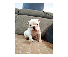 English bulldog, puppies | free-classifieds-usa.com - 2