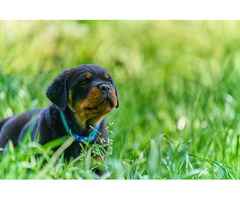 Best Rottweiler Puppies for sale in Washington | free-classifieds-usa.com - 1