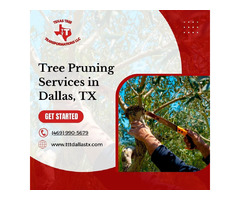 Trusted Tree Pruning Services in Dallas, TX | free-classifieds-usa.com - 1