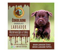 Brown Labrador  | free-classifieds-usa.com - 1