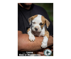 American Stafford Terrier puppies | free-classifieds-usa.com - 1