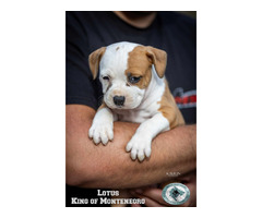 American Stafford Terrier puppies | free-classifieds-usa.com - 3