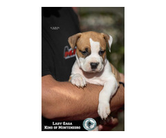 American Stafford Terrier puppies | free-classifieds-usa.com - 4