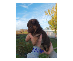 Liver German Shepherd puppies  | free-classifieds-usa.com - 2