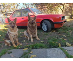 Liver German Shepherd puppies  | free-classifieds-usa.com - 4