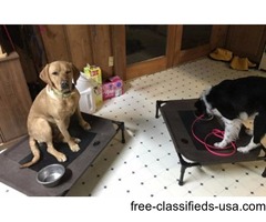 Dog training | free-classifieds-usa.com - 1