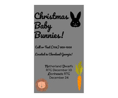 Christmas baby bunnies for sale 2023 | free-classifieds-usa.com - 1