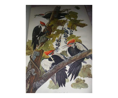 John J. Audubon's Birds of America | free-classifieds-usa.com - 3