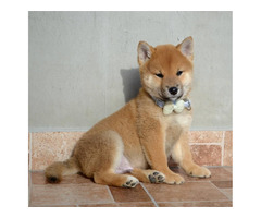 Shiba Inu  beautiful puppies | free-classifieds-usa.com - 1