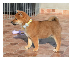 Shiba Inu  beautiful puppies | free-classifieds-usa.com - 2