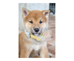 Shiba Inu  beautiful puppies | free-classifieds-usa.com - 3