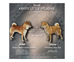 Shiba Inu  beautiful puppies | free-classifieds-usa.com - 4