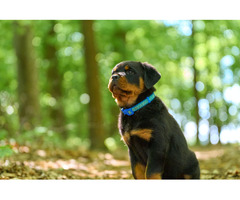 Best Rottweiler puppies for adoption in Washington | free-classifieds-usa.com - 1