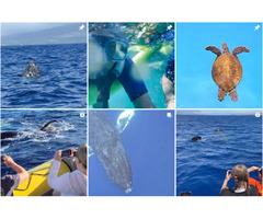 Hawaii Ocean Rafting | free-classifieds-usa.com - 1