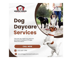 Quality Dog Daycare Services in Puyallup | Shaggy Shack Pet Resort | free-classifieds-usa.com - 1