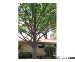 Tree service | free-classifieds-usa.com - 1