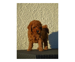 Mini poodles, red and apricot colors   | free-classifieds-usa.com - 1