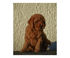 Mini poodles, red and apricot colors   | free-classifieds-usa.com - 2