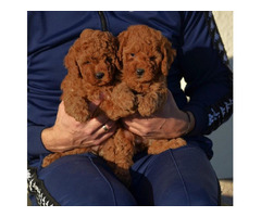 Mini poodles, red and apricot colors   | free-classifieds-usa.com - 3