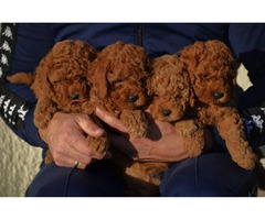 Mini poodles, red and apricot colors   | free-classifieds-usa.com - 4