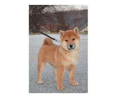 Shiba Inu  puppies | free-classifieds-usa.com - 1