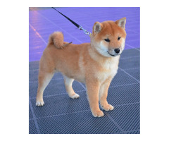 Shiba Inu  puppies | free-classifieds-usa.com - 2