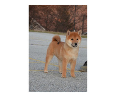 Shiba Inu  puppies | free-classifieds-usa.com - 3