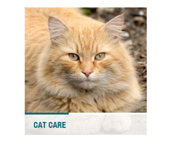Empowering Compassionate Care: Alley Cat Allies' Comprehensive Community Cat Resources | free-classifieds-usa.com - 1