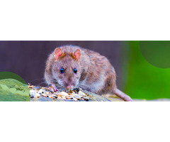 Expert Rodent Removal Services in Atlanta - Quick and Reliable Solutions | free-classifieds-usa.com - 1