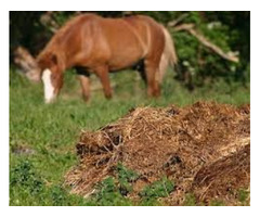 Professional Animal Waste Clean Up Services in Atlanta | free-classifieds-usa.com - 1