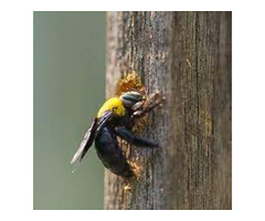 Expert Carpenter Bee Removal Services - Say Goodbye to Unwanted Guests | free-classifieds-usa.com - 1