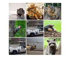 Expert Wildlife Removal Services - Protect Your Property Now | free-classifieds-usa.com - 1