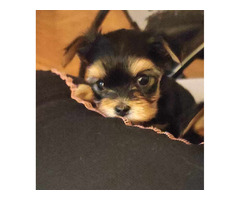 Yorkshire Terrier (Yorkie)  puppies | free-classifieds-usa.com - 1
