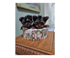 Yorkshire Terrier (Yorkie)  puppies | free-classifieds-usa.com - 2