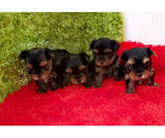 Yorkshire Terrier (Yorkie)  puppies | free-classifieds-usa.com - 4
