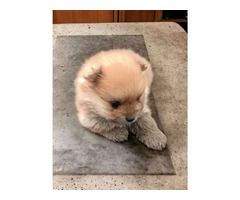 Pomeranian Spitz puppies | free-classifieds-usa.com - 1