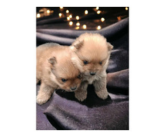 Pomeranian Spitz puppies | free-classifieds-usa.com - 2