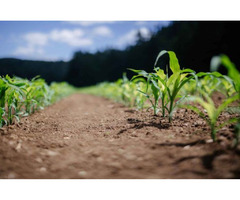 Enhancing Plant Growth with Plant Nutrition Products | free-classifieds-usa.com - 1